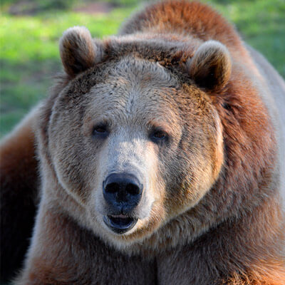 bear_albert.jpg